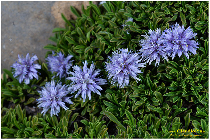 globularia cordifolia, fiori di montagna, fiori della Liguria, alpi Liguri, appennino ligure, Val d'Aveto